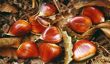 ...Anca grosse castagne lustre vigneva tegnù da parte...