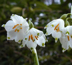 Tra i rami de 'e cassie, eco el "Campanellino di primavera" (Leucojum vernum).