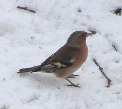 Finco alpin (foto F. Gaydou)