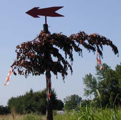 Popà... la ghemo za fata la frasca e la ghemo ligà dessora de on palo co anca na frecia...