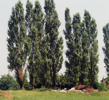 Va' a farte cunare un poco fra le rame de un bel albero, e te vedarè che te risolvi el problema.