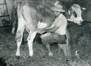 <b>Bepo el goernava la stala, el monzéa la vaca…</b> (foto da Candiana nei miei ricordi de S. Manfrin)