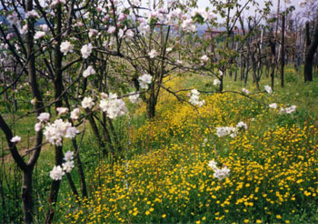 La primavera la s-ciopa de contentessa, piturando tuti i canpi… (foto G. Bellotto)