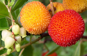 Fiori e frutti di Arbutus unedo, corbezzolo.