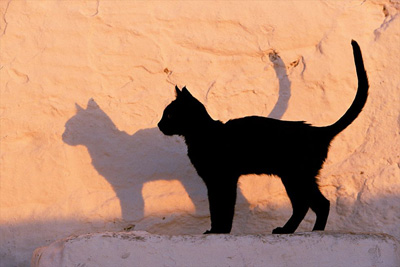 Có’l ga visto un gato nero drio traversarghe la strada, Ciano ga inciodà la màchina…