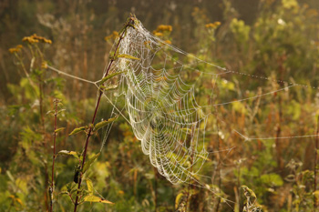 Na telarina fotografà da Mitka.