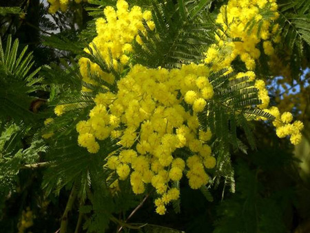 Mimosa par tute le done, parché le se senta farfale in volo nel celo de i so diriti.