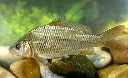 Eco na bela raìna (Cyprinus carpio)