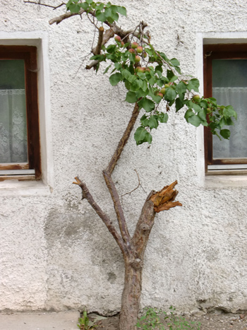 La natura insegna: mai pèrdare la speranza…