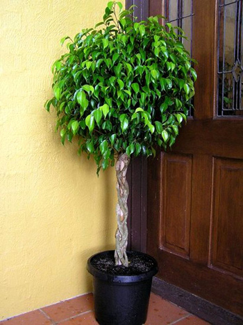 ...sul pato, davanti a la me porta, cato un ficus beniamina piassè grando de mi...