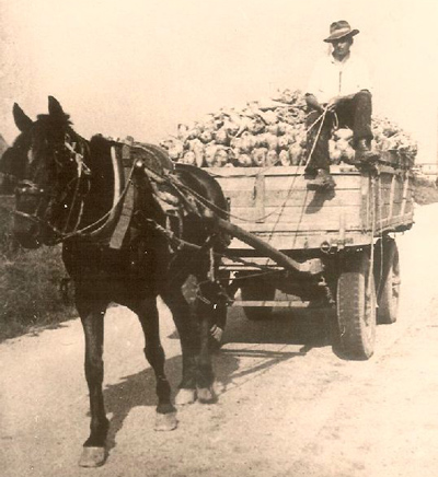 Par le strade jera un vàntene e vièntene de biétole che ’ndava al zucherificio e de polpe che tornava a casa.