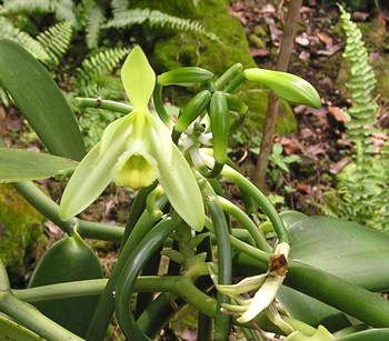 Pianta de vanilia in fiore.