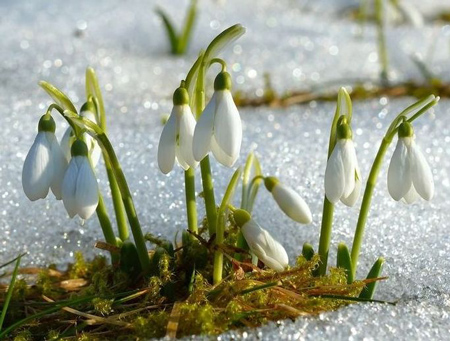 Inparemo da sto fiore che ’l xe el primo a rónpare la grosta del fredo e a regalarne la speranza de na nova stajon.