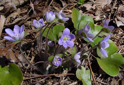 Sto mese, pare za de sentire la primavera drio l’usso.