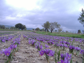 ’Na piantagion de zaferano in fiore.