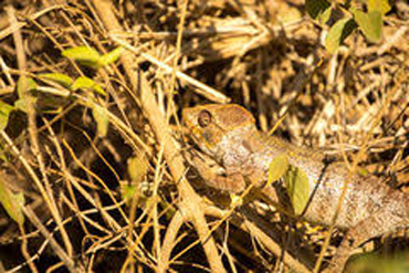 El camalente ciapava el colore maronsin de i cavassi.