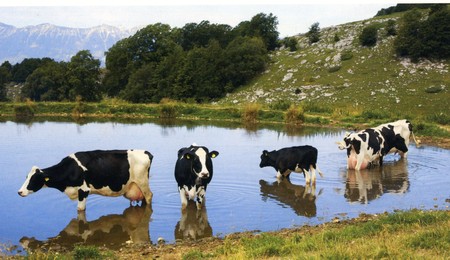 … e le ga anca ’l bagno, ’ste bele vache!