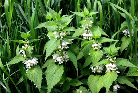 El ga ciapò un pugno de erba verde (urtighe bele madure) e el se ga netò el tabarnario...