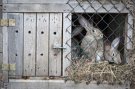 De i ladri, de note, i xe vegnù da i canpi a robare i coneji… e lu el li ga afrontà, bajando come el solito.