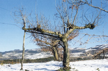 Par ci no' ghéa schei par ’l fil de fero e par i pali, se piantàa ’na pianta de fràssino come coesta.