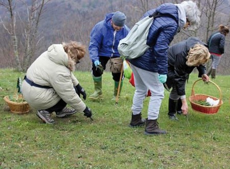 Le done de canpagna, fin che la pianta de i papàvari l’è picolina, iè use a narla tor sù co el zestelo da erba.