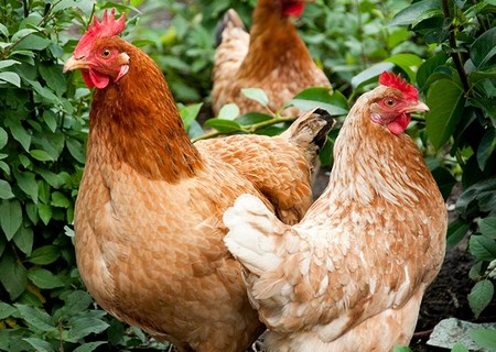 Tenpo fà ’a ga cronpà tre gaine-tre, de quée maron, ovaròe, tute ossi e un ovo al dì.